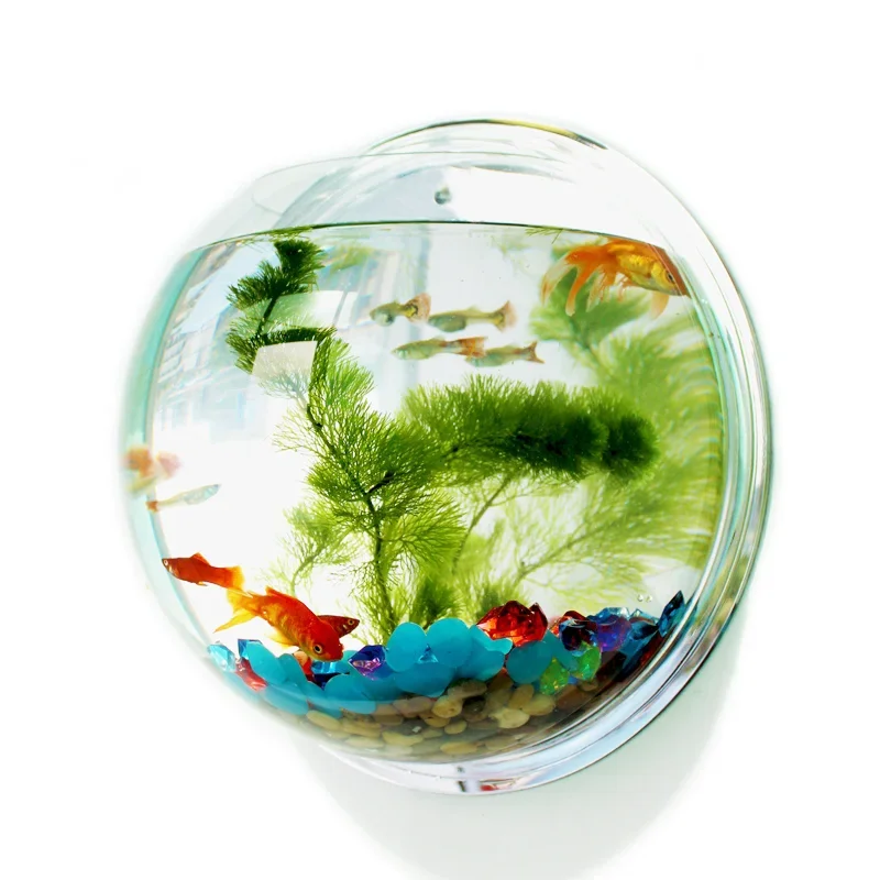Pinsjar Akrilik Balık Kase Duv - Betta Fish Tank incelemesi ve fiyatı