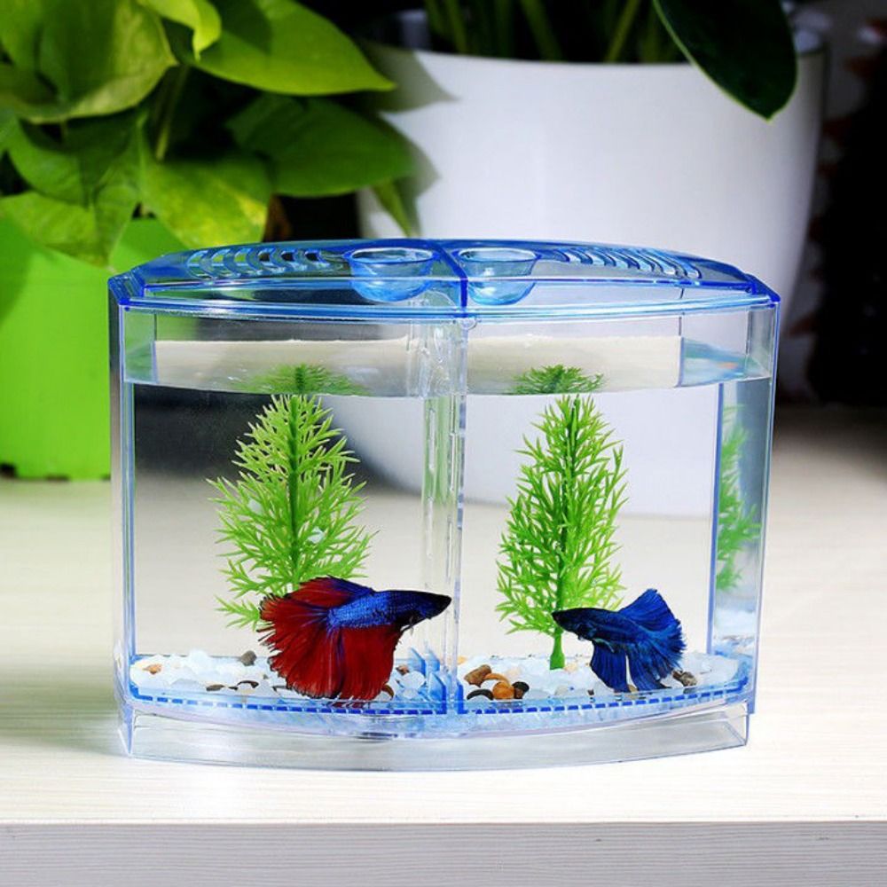 Şeffaf Betta balık tankı, çift - Betta Fish Tank incelemesi ve fiyatı