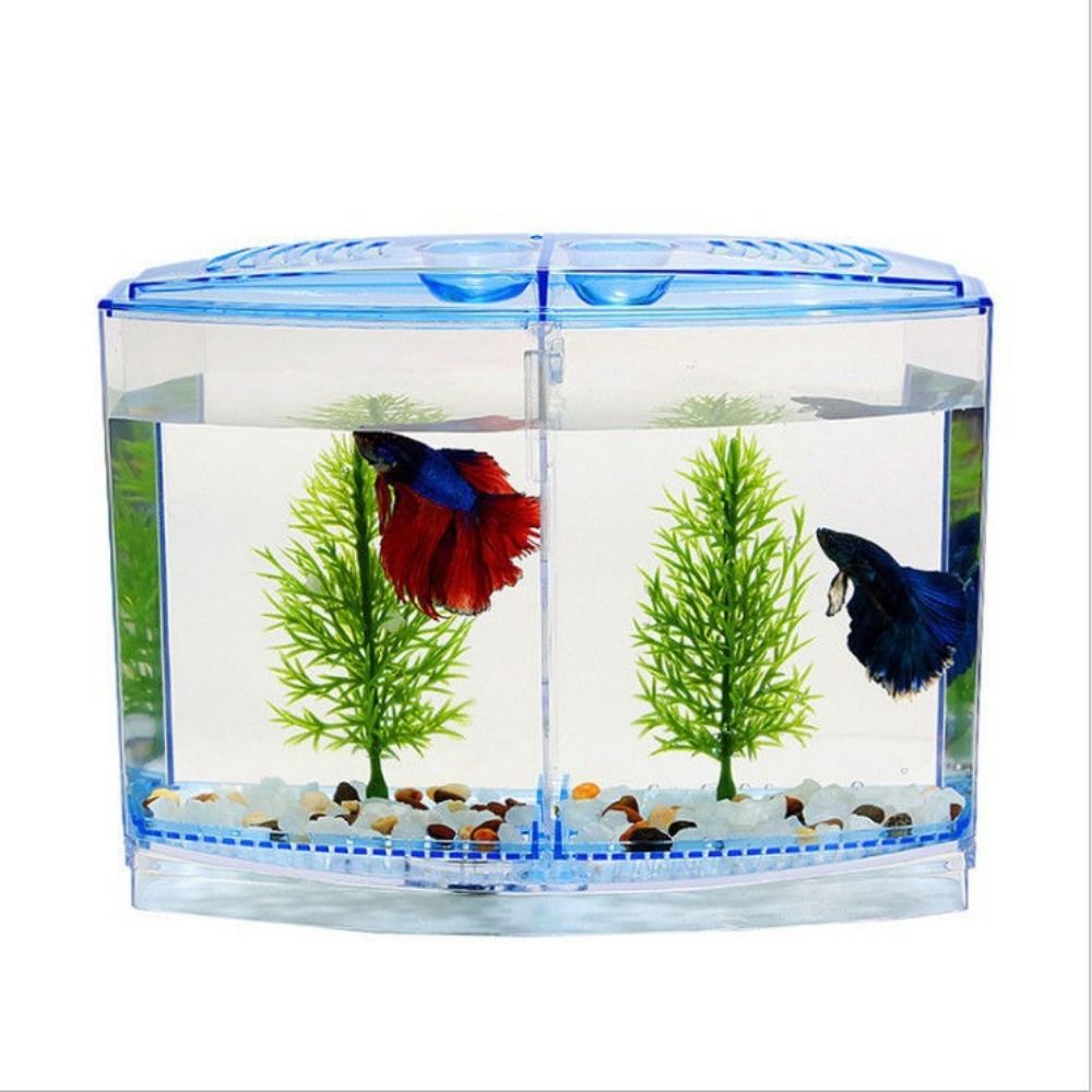 Şeffaf Betta balık tankı, çift - Betta Fish Tank incelemesi ve fiyatı