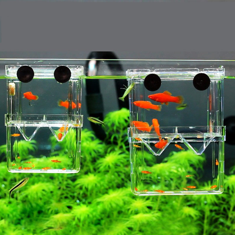 Tavuskuşu Balık Yetiştiriciliğ - Betta Fish Tank incelemesi ve fiyatı